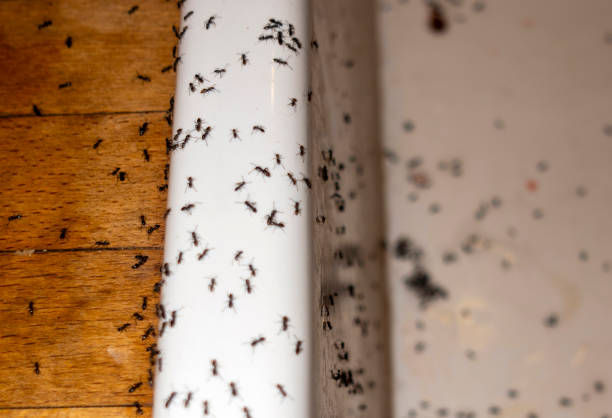 Best Mosquito Control Services  in Middletown, PA