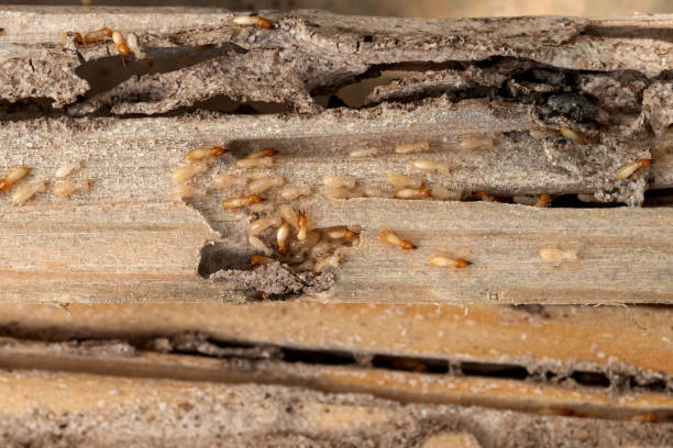 Wasp Removal Services in Middletown, PA